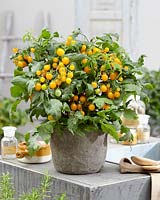 Solanum lycopersicum Sweet Sturdy Yellow F1