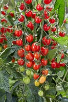 Solanum lycopersicum 17-115-035