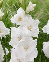 Gladiolus Flevo Eskimo