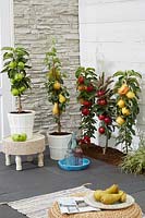 Lubera compact fruit tree collection
