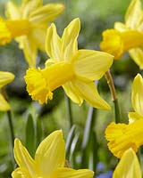 Narcissus Toby Yellow