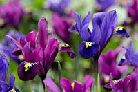 Iris reticulata Purple Hill Â®, Blue Hill Â®