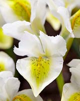 Iris reticulata North Star