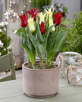 Tulipa Isaak Chic, Florijn Chic