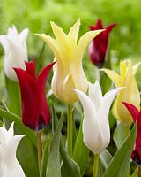 Tulipa Chic mix