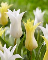 Tulipa Tres Chic, Florijn Chic
