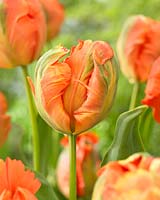 Tulipa Flower Power