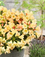 Rhododendron Saffrano