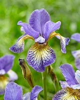 Iris sibirica Pennywishle