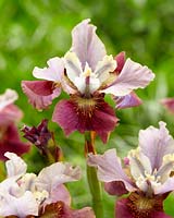 Iris sibirica Cherry Fling
