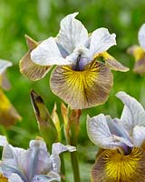 Iris sibirica Uncorked