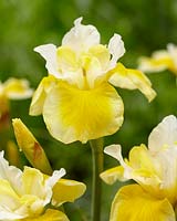 Iris sibirica Solar Energie