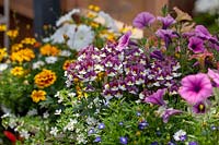 Mixed annuals