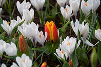 Crocus vernus Jeanne d'Arc, Tulipa Easter Surprise