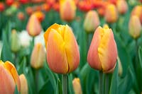 Tulipa Jannekes Orange