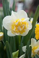 Narcissus Westward