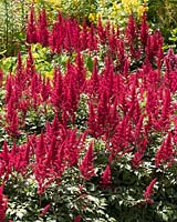 Astilbe chinensis Finale