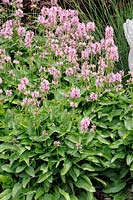 Stachys officinalis Pink Cotton Candy