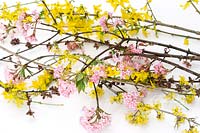 Spring bloosom branches