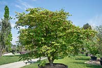 Acer Aconitifolium