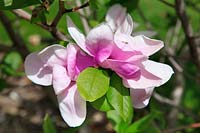Magnolia Spring Royalty