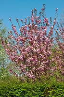 Prunus Kanzan