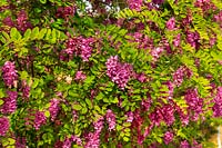 Robinia Rouge Pink Cascade