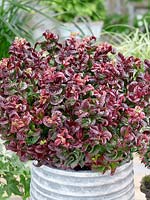 Leucothoe Curly Red ® in pot