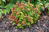 Leucothoe Curly Red ®