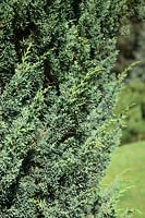 Juniperus Blaauw