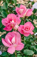Rosa Papillon Rose