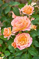 Rosa Bordure Apricot ®