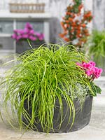 Carex EverColor ® Eversheen in pot