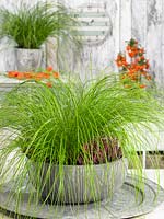 Carex Lime Shine ® in pot