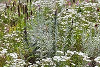 Perennial mix in white and grey color tones