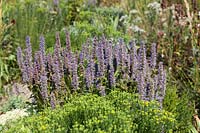 Agastache After Eight
