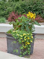 Plant container with Swiss chard and annuals