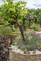 Mediterranean garden with Vitis and Lavandula