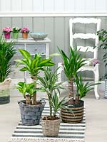 Indoor plant mix