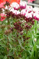 Dianthus barbatus nigrescens