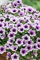 Petunia Sweetunia ™ Purple Spotlight