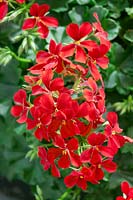 Pelargonium Viletta ® Red