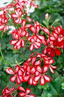 Pelargonium Viletta ® Red White