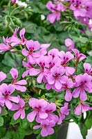 Pelargonium Viletta ® Lilac