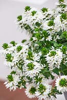 Scaevola Whirlwind ® Early Compact White
