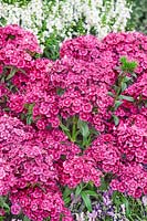 Dianthus Jolt ™ Pink
