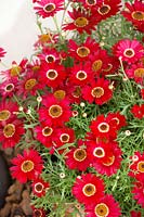 Argyranthemum Grandaisy ® Deep Red