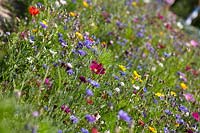 Flower meadow, bee pasture