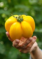 Solanum Yellow Stuffer