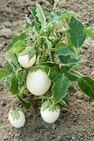 Solanum Blanche Ronde a Oefs